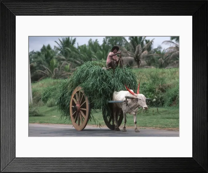 Framed Print : Picture No. 10871745 Framed Print : Picture No. 10871745
