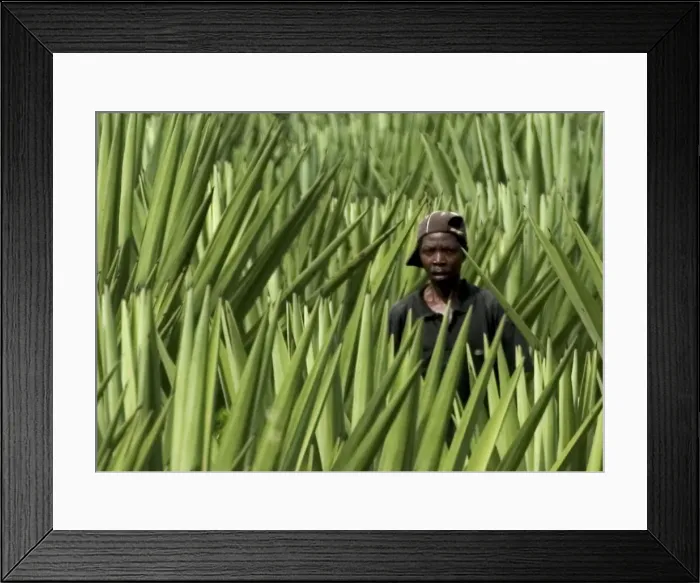 Framed Print : Picture No. 10871819 Framed Print : Picture No. 10871819