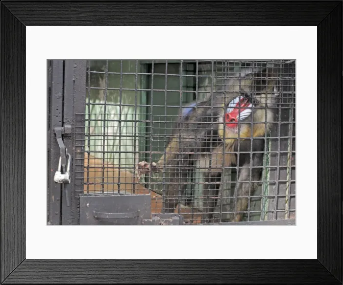 Framed Print : Picture No. 10871792 Framed Print : Picture No. 10871792