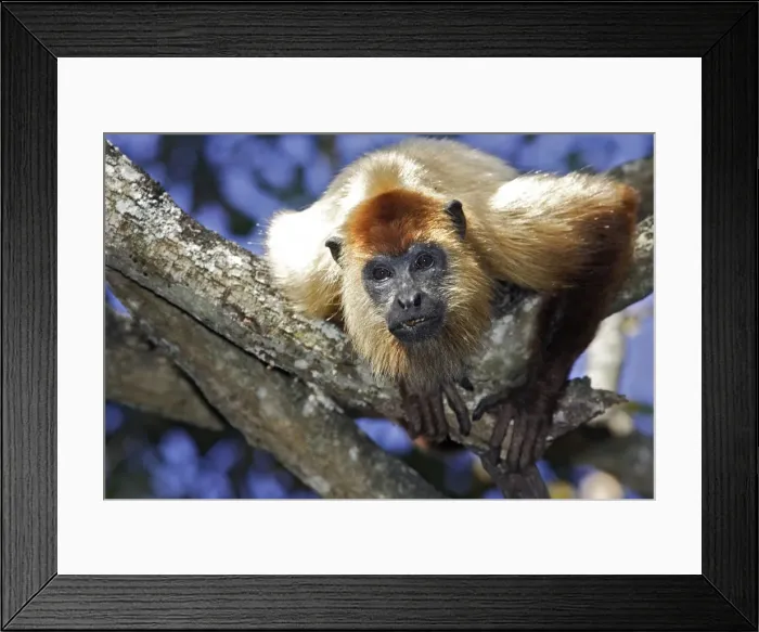 Framed Print : Picture No. 10871832 Framed Print : Picture No. 10871832