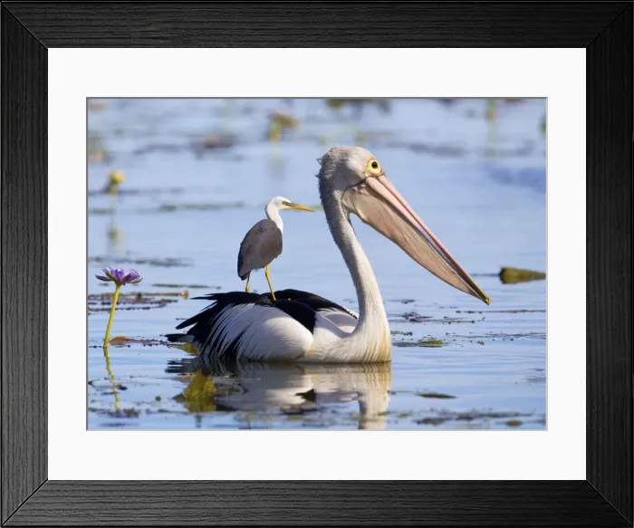 Framed Print : Picture No. 10871836 Framed Print : Picture No. 10871836
