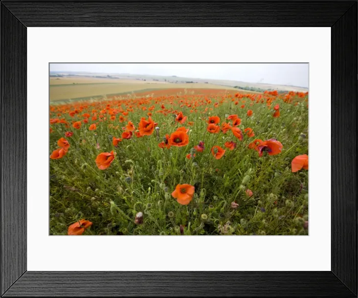 Framed Print : Picture No. 10871797 Framed Print : Picture No. 10871797