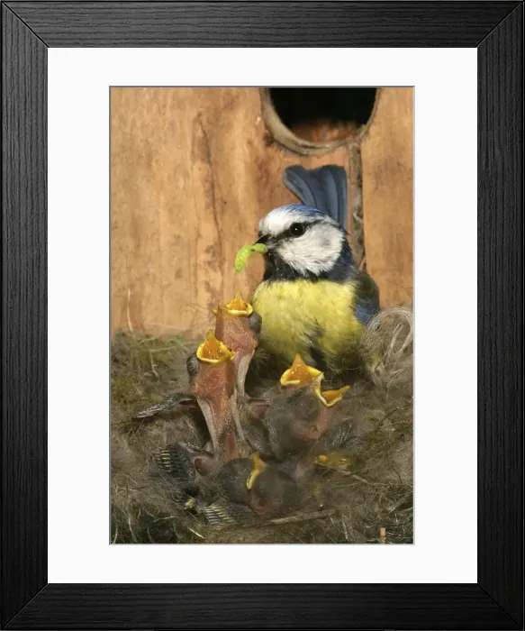Framed Print : Picture No. 10871834