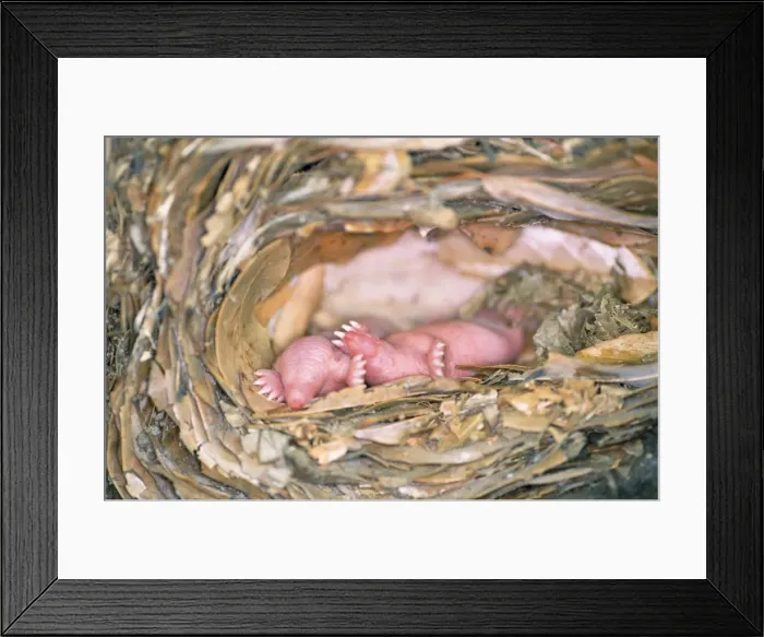 Framed Print : Picture No. 10871842 Framed Print : Picture No. 10871842