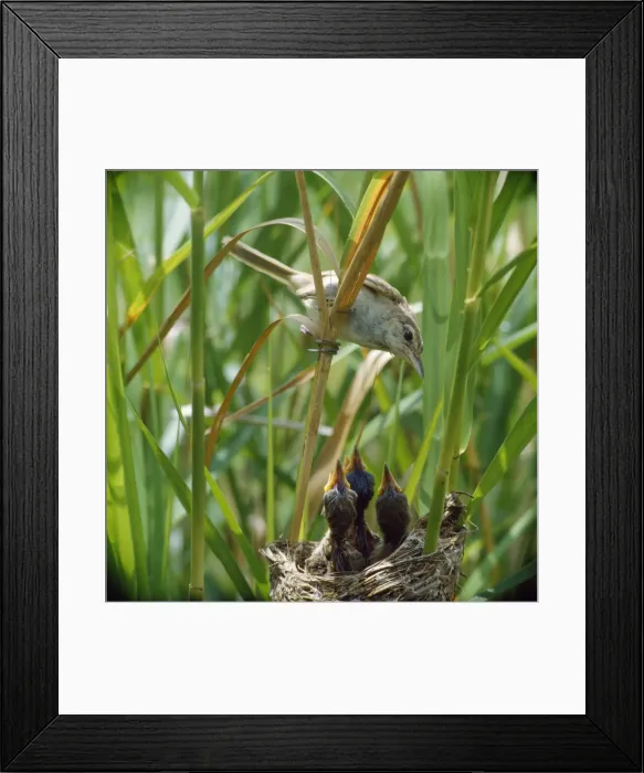 Framed Print : Picture No. 10871870 Framed Print : Picture No. 10871870