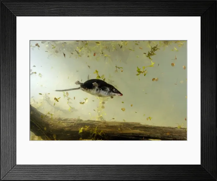 Framed Print : Picture No. 10871894 Framed Print : Picture No. 10871894