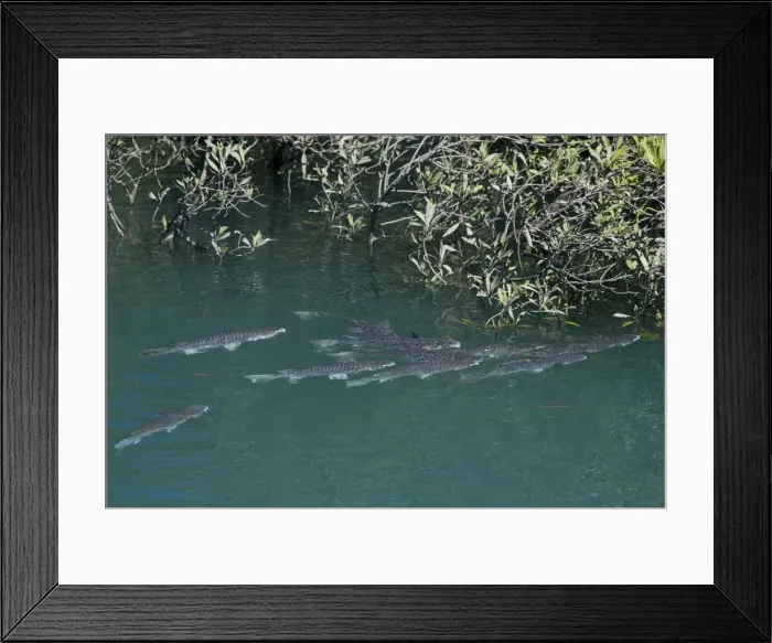 Framed Print : Picture No. 10871966 Framed Print : Picture No. 10871966