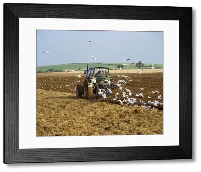 Framed Print : Picture No. 10871853 Framed Print : Picture No. 10871853