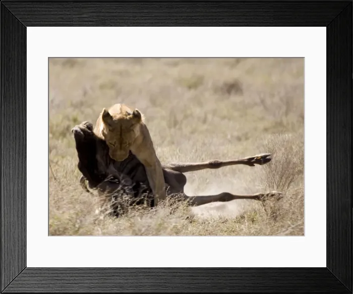 Framed Print : Picture No. 10872008 Framed Print : Picture No. 10872008