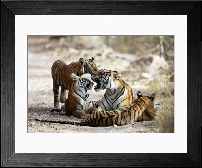 Framed Print : Picture No. 10872040 Framed Print : Picture No. 10872040