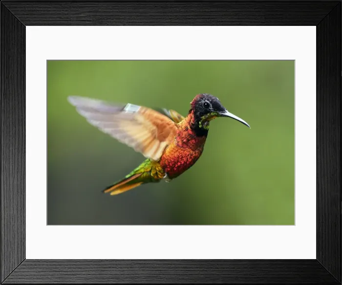 Framed Print : Picture No. 10872042 Framed Print : Picture No. 10872042