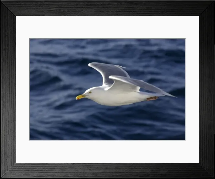 Framed Print : Picture No. 10872041 Framed Print : Picture No. 10872041