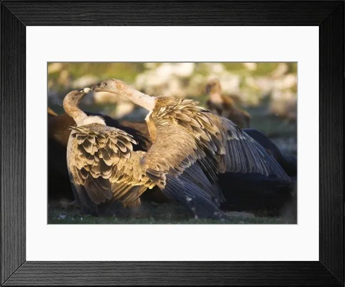 Framed Print : Picture No. 10872399 Framed Print : Picture No. 10872399
