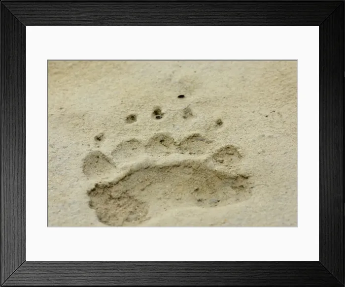 Framed Print : Picture No. 10872442