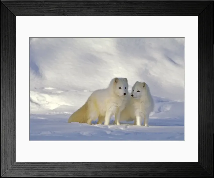 Framed Print : Picture No. 10872485 Framed Print : Picture No. 10872485