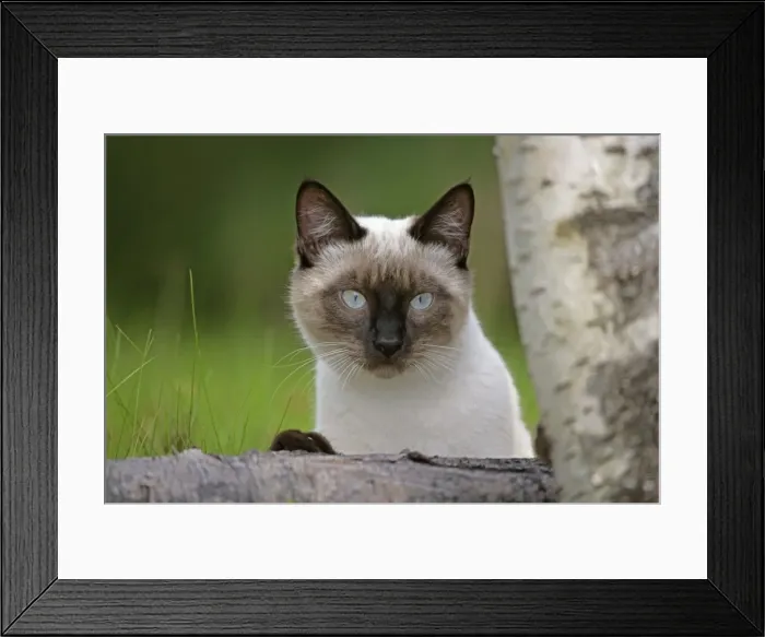 Framed Print : Picture No. 10872492