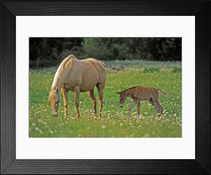 Framed Print : Picture No. 10872486 Framed Print : Picture No. 10872486