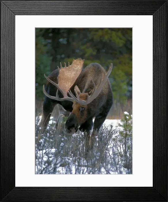 Framed Print : Picture No. 10872489 Framed Print : Picture No. 10872489
