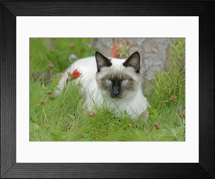 Framed Print : Picture No. 10872491 Framed Print : Picture No. 10872491