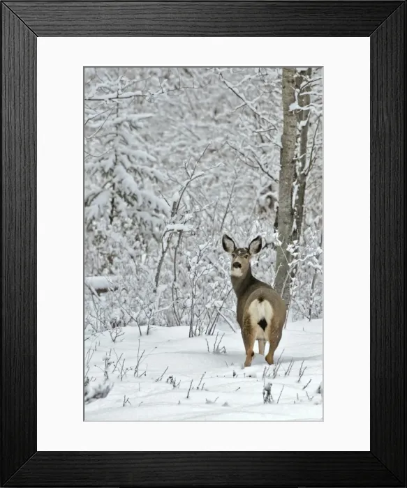 Framed Print : Picture No. 10872494 Framed Print : Picture No. 10872494