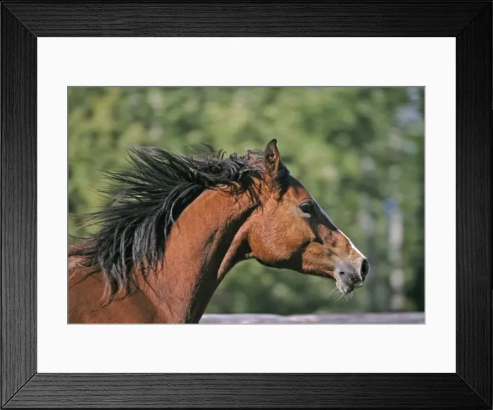 Framed Print : Picture No. 10872500 Framed Print : Picture No. 10872500