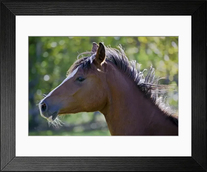 Framed Print : Picture No. 10872497 Framed Print : Picture No. 10872497