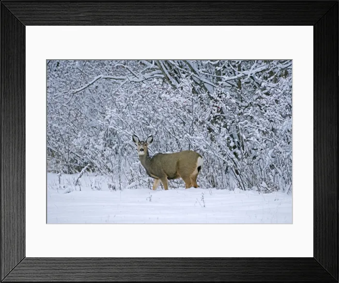 Framed Print : Picture No. 10872493 Framed Print : Picture No. 10872493