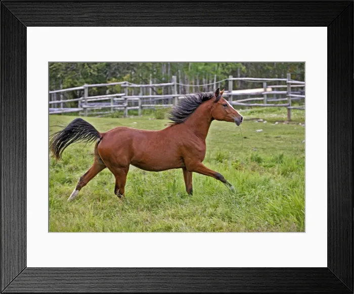 Framed Print : Picture No. 10872501 Framed Print : Picture No. 10872501