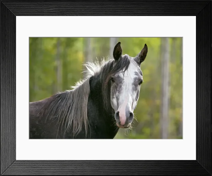 Framed Print : Picture No. 10872498 Framed Print : Picture No. 10872498