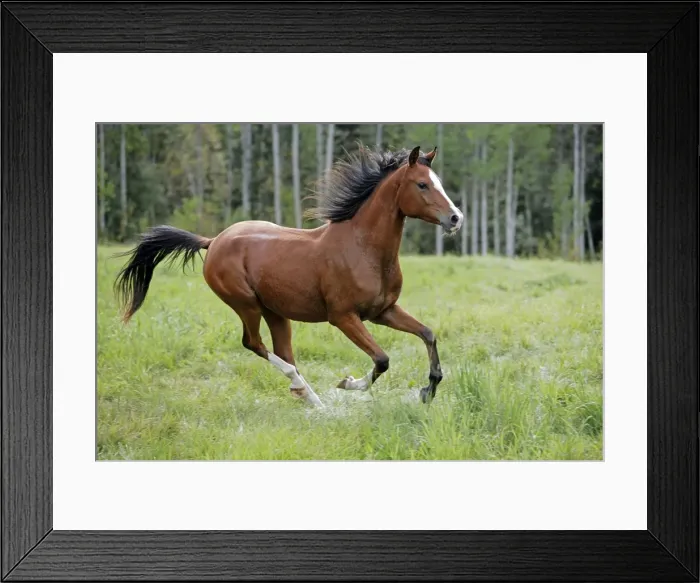 Framed Print : Picture No. 10872503 Framed Print : Picture No. 10872503