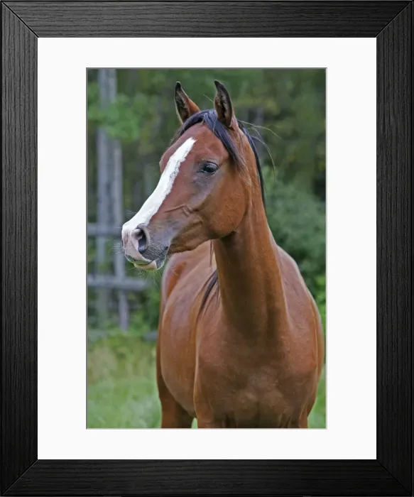 Framed Print : Picture No. 10872504 Framed Print : Picture No. 10872504