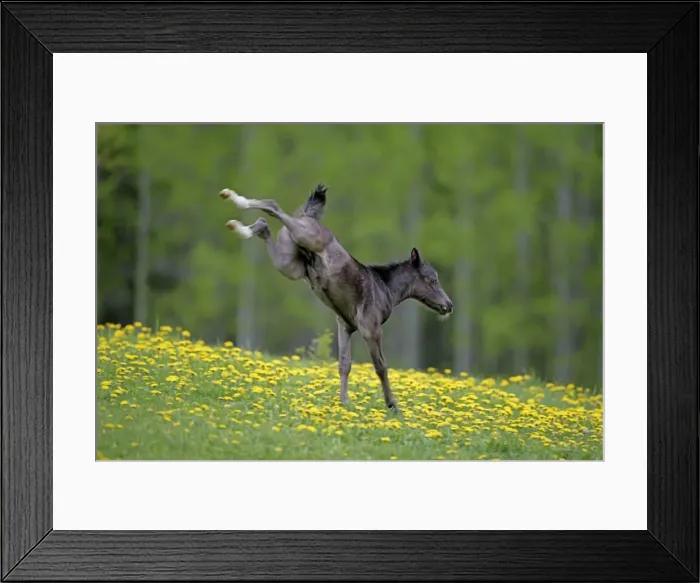 Framed Print : Picture No. 10872505 Framed Print : Picture No. 10872505