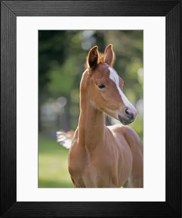 Framed Print : Picture No. 10872509 Framed Print : Picture No. 10872509