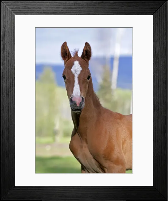 Framed Print : Picture No. 10872510 Framed Print : Picture No. 10872510