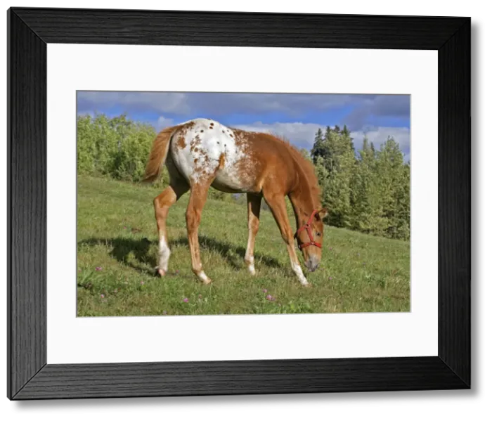 Framed Print : Picture No. 10872502 Framed Print : Picture No. 10872502