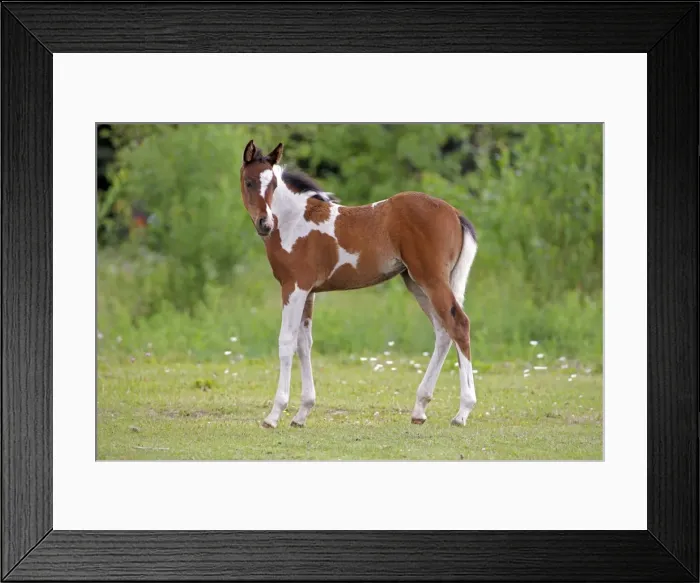 Framed Print : Picture No. 10872512 Framed Print : Picture No. 10872512