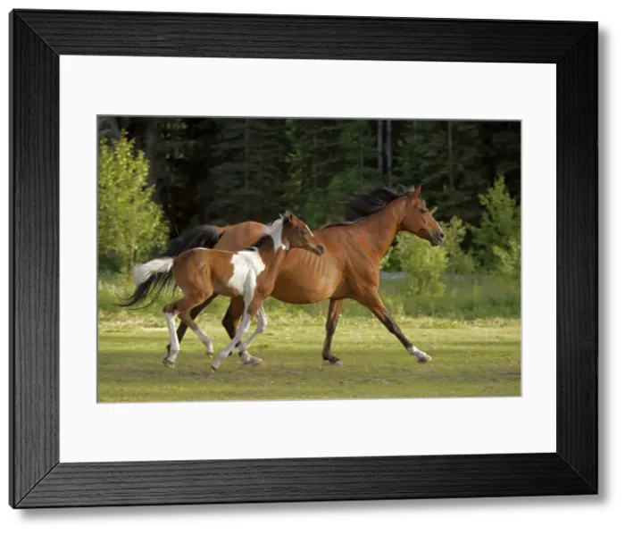 Framed Print : Picture No. 10872513