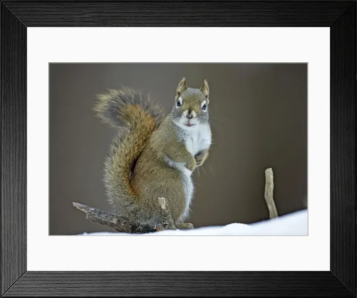 Framed Print : Picture No. 10872515 Framed Print : Picture No. 10872515