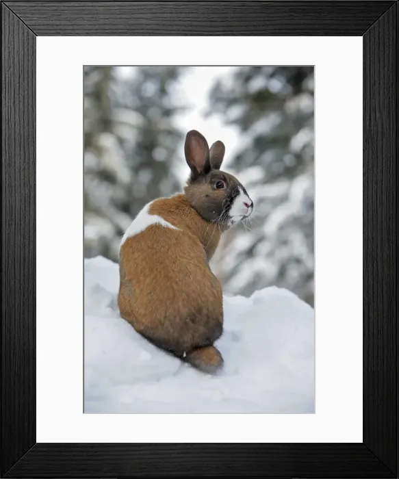 Framed Print : Picture No. 10872519