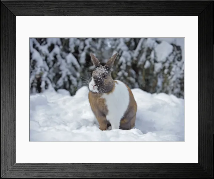 Framed Print : Picture No. 10872520 Framed Print : Picture No. 10872520