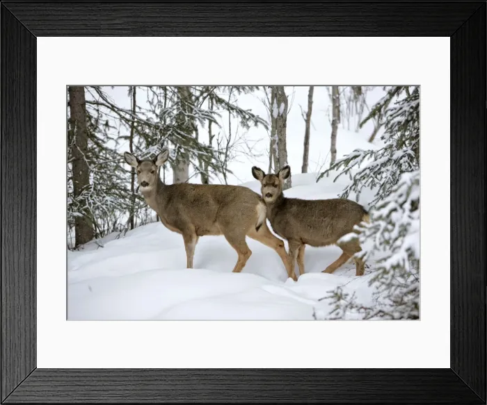 Framed Print : Picture No. 10872521 Framed Print : Picture No. 10872521