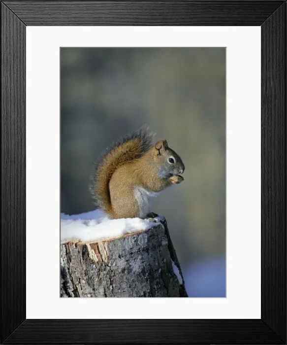Framed Print : Picture No. 10872516 Framed Print : Picture No. 10872516