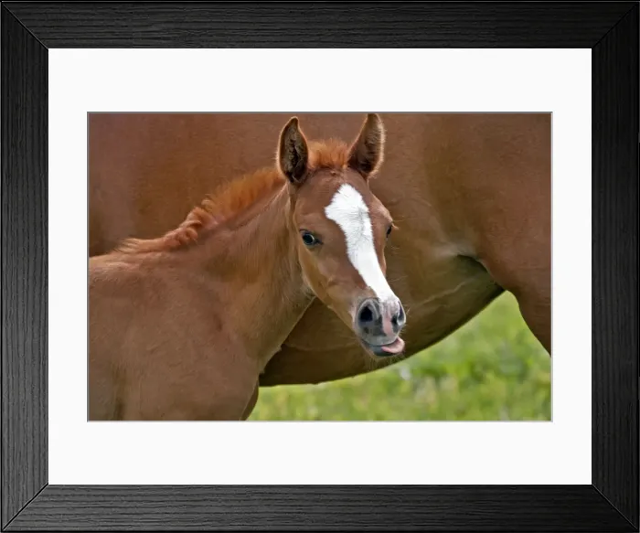 Framed Print : Picture No. 10872523 Framed Print : Picture No. 10872523
