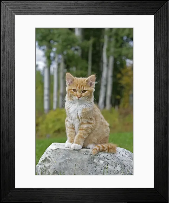 Framed Print : Picture No. 10872514 Framed Print : Picture No. 10872514