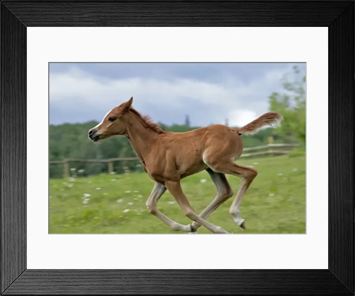 Framed Print : Picture No. 10872524 Framed Print : Picture No. 10872524