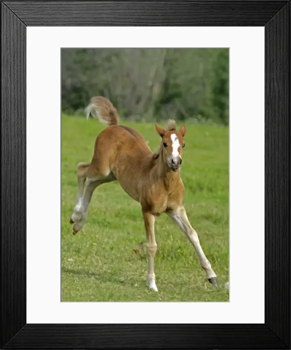 Framed Print : Picture No. 10872529 Framed Print : Picture No. 10872529