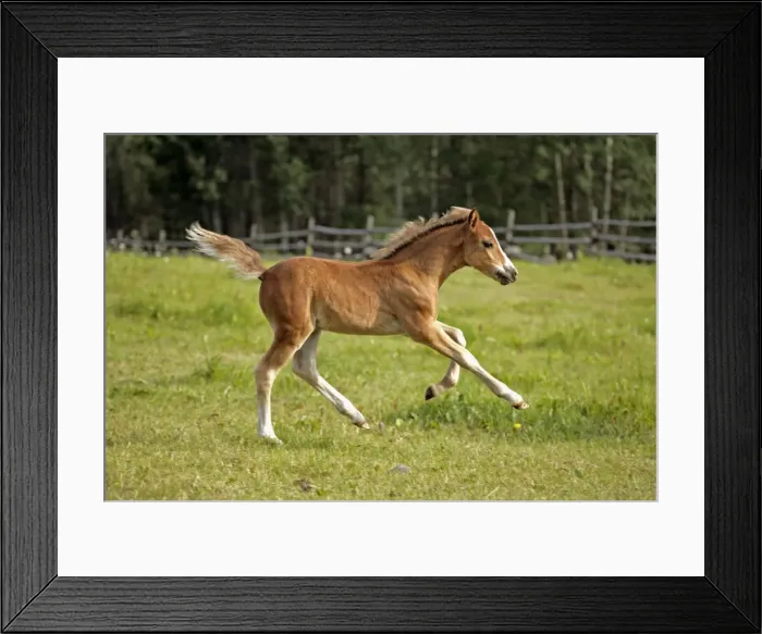 Framed Print : Picture No. 10872528 Framed Print : Picture No. 10872528