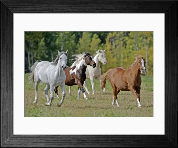 Framed Print : Picture No. 10872530 Framed Print : Picture No. 10872530