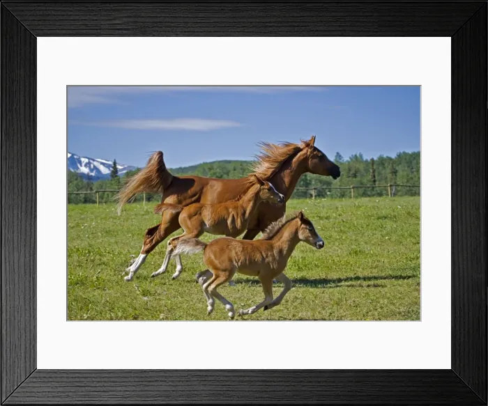 Framed Print : Picture No. 10872527 Framed Print : Picture No. 10872527
