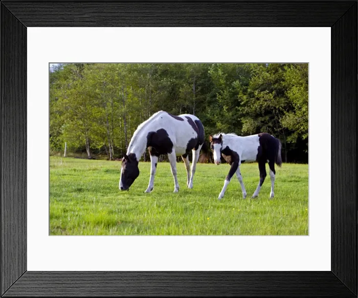 Framed Print : Picture No. 10872533 Framed Print : Picture No. 10872533